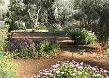 The Garden of Gethsemane, where Jesus went to pray the night before his betrayal.