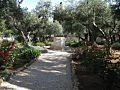 The Garden of Gethsemane in Jerusalem.